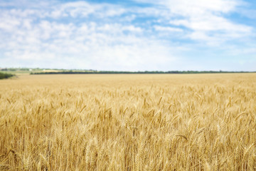 Golden wheat in grain field. Cereal farming