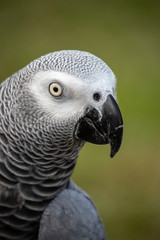 Pet African grey is a good mimic  and talker