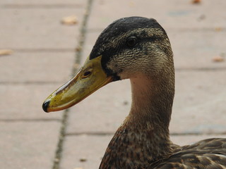 female duck