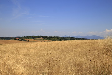 Obraz premium Paesaggio Toscano