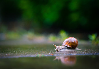 Snail