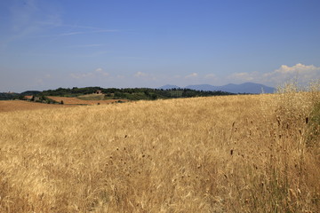 Paesaggio Toscano