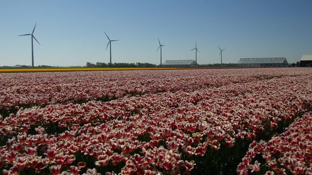 Tulipani in Olanda