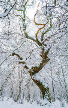 Snow tree
