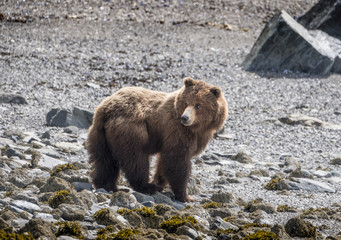Brown Bear on Beach, Glacier Bay, Alaska