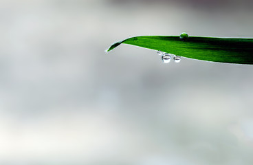 Rain water drops hang from a green garden leaf with the vegetation using a bokeh stormy grey sky...
