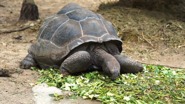 An Aldabra giant tortoise (Aldabrachelys gigantea) green leave