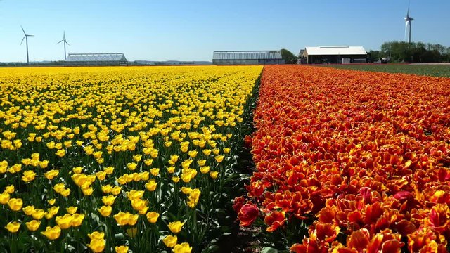 Tulipani in Olanda
