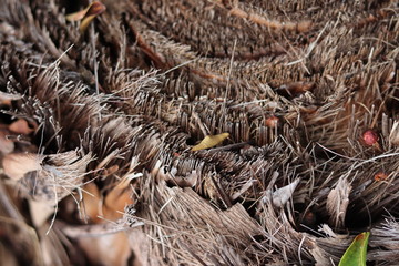 Inside The Heart Of The Forest Texture