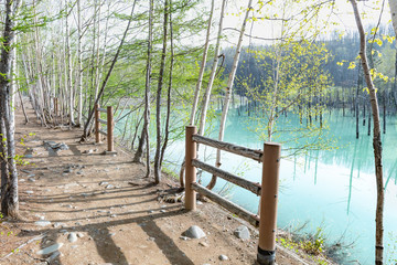 爽やかな青い池のイメージ / 北海道美瑛町の観光イメージ