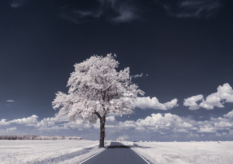 infrared photography - ir photo of landscape with tree under sky with clouds - the art of our world...