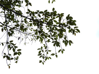 black leaf isolated on white