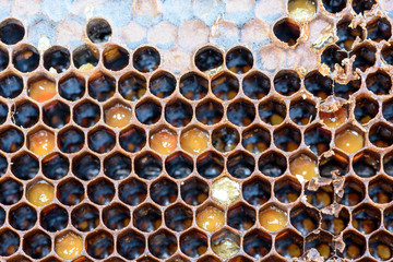 Closeup macro of yellow bee honeycomb in a hexagon pattern with sealed golden sweet honey...