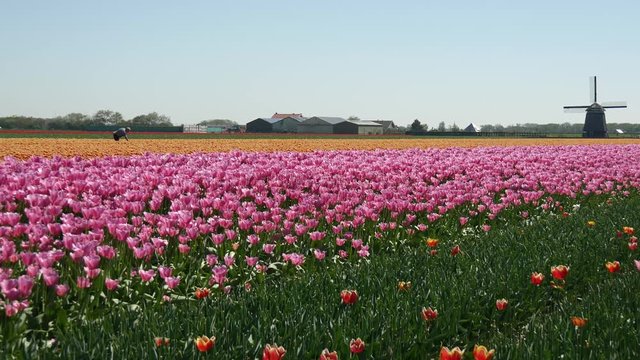 Tulipani in Olanda