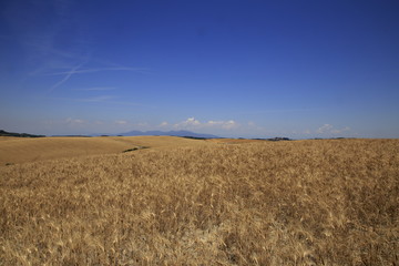 Paesaggio Toscano