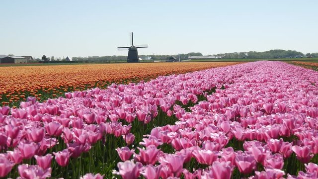 Tulipani in Olanda