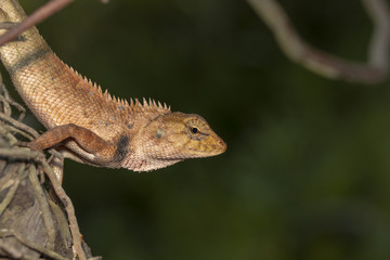 Photo from the macro camera of a yellow chameleon Creepers in Thailand