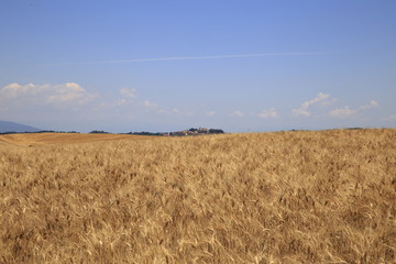 Obraz premium Paesaggio Toscano