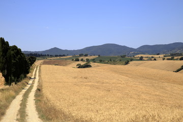 Fototapeta premium Paesaggio Toscano