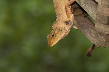 Photo from the macro camera of a yellow chameleon Creepers in Thailand