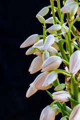 Yucca Flowers