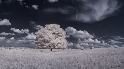 infrared photography - ir photo of landscape with tree under sky with clouds - the art of our world...