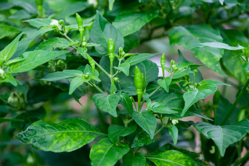 Fototapeta na wymiar Capsicum annuum (Thai pepper). chilli plant. The spicy ingredients of Thai food.