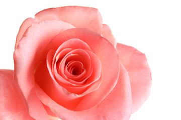 Beautiful rose flower, closeup