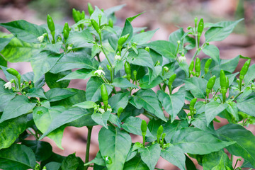 Capsicum annuum (Thai pepper). chilli plant. The spicy ingredients of Thai food.