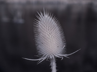 infrared photography - ir photo of a flower