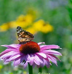New England Aster Purple Dome