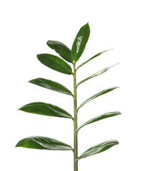 Branch with fresh green Zamioculcas zamiifolia leaves on white background