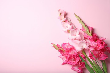 Fototapeta na wymiar Flat lay composition with beautiful gladiolus flowers on color background