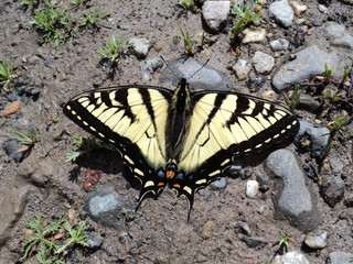 Winged beauty