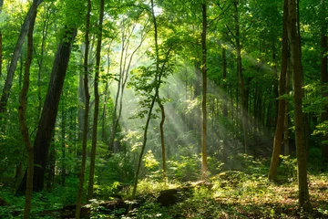 Raamstickers Morning sunlight beaming through misty forest © Keith Klosterman