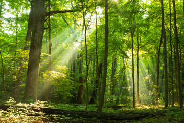 Sunlight rays shining through misty morning forest - obrazy, fototapety, plakaty