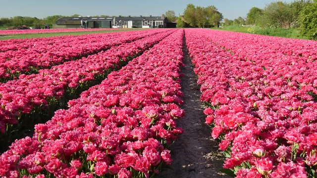 Campi di tulipani in Olanda