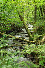 Obraz premium Ulfenbach