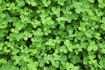 Green clover leaves as background