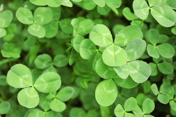 Green clover leaves as background