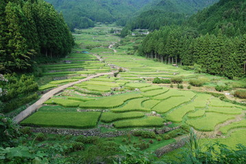 千枚田
