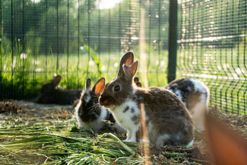 Rabbit in a cage rabbits in cage counter light evening, cage © suvorovalex