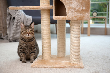 Cute pussycat near cat tree at home