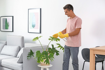 Man cleaning houseplant from dust in room