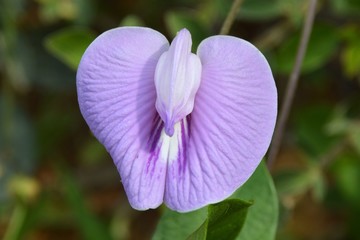 a purple wid flower