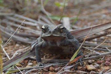 a close up of frog