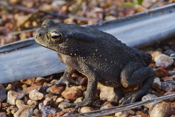 a frog