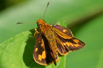 the small butterfly on the leaf