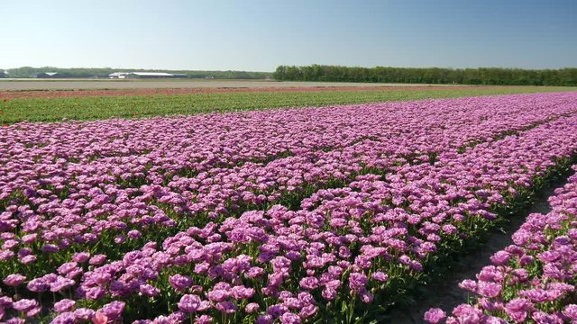 Campi di tulipani in Olanda