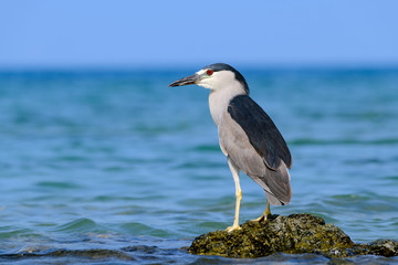 Hawaiian Black Crowned Night Heron (Nycticorax nycticoras) or Auku'u perched on a lava rock off the...